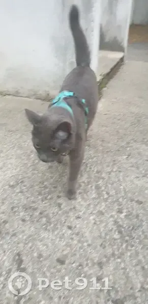 Chat harnais bleu trouvé - photo