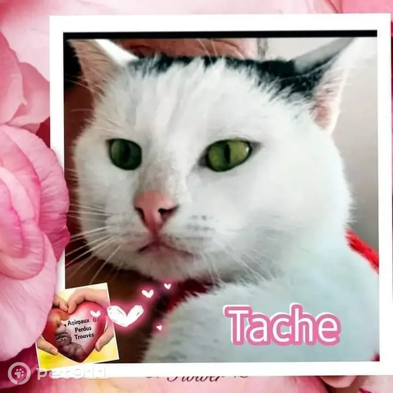 Chat Tâche perdu à Strasbourg - photo