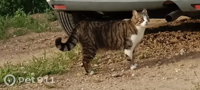 Chat errant câlin à Eclassan - photo