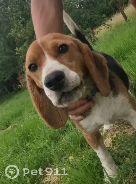 Chiot beagle perdu à Mancioux - photo