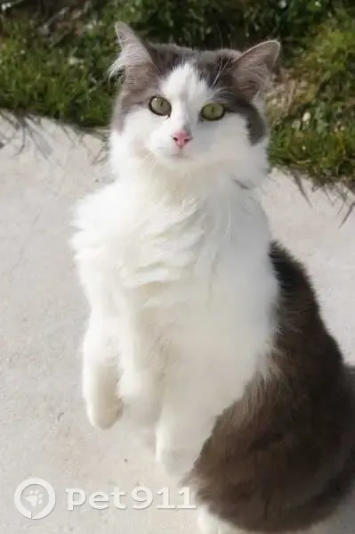 Chatte perdue à Barbonne-Fayel - photo