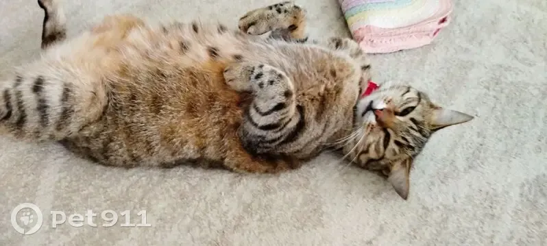 Chatte tigrée disparue à Athis-Mons - photo