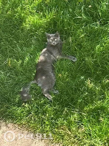 Chat gris peureux disparu à Argenteuil - photo