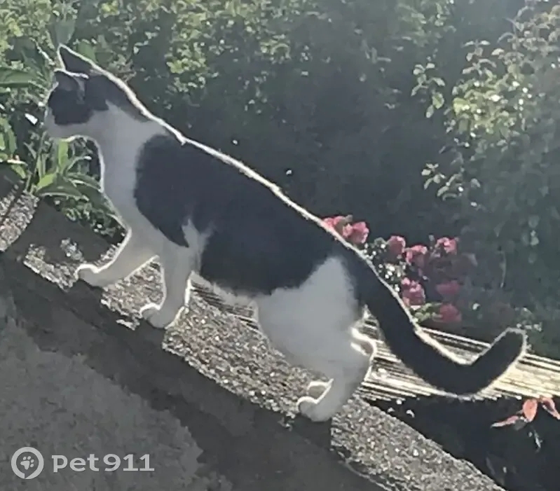 Chaton sociable trouvé à Lorient - photo