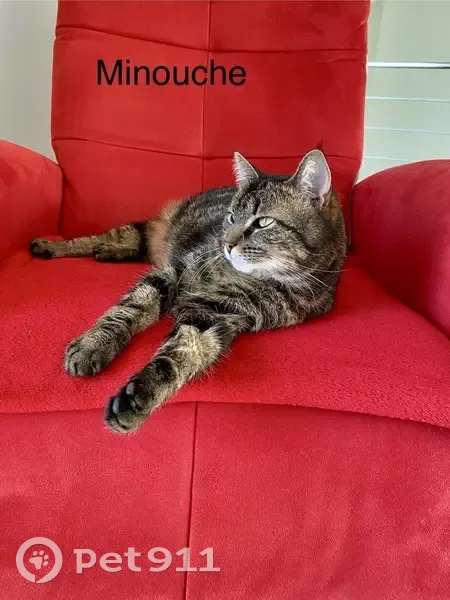 Chatte roux ventre perdue à Cogny - photo