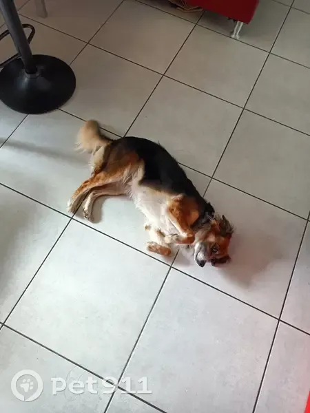 Chien errant adopte un foyer - photo
