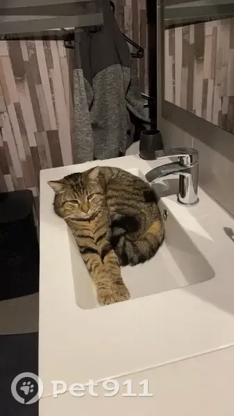 Chat perdu à Étréville, 200 Rue du Chêne - photo