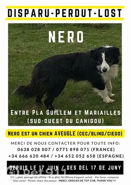 Chien aveugle perdu à Vernet - photo