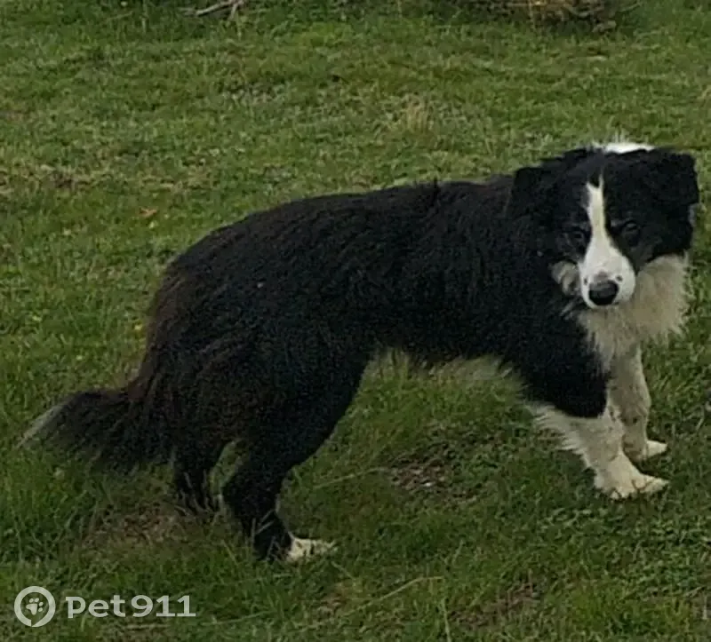 Border Collie aveugle perdu - photo