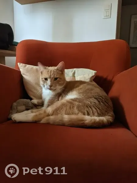 Chat roux perdu à Rennes - photo