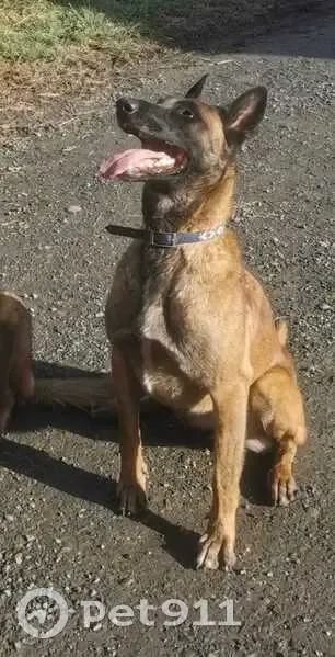 Chien Perdu: Rose, Malinois - photo