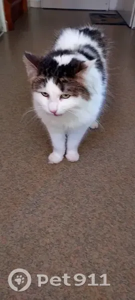 Chat perdu à Paris, 29 Av. Maunoury - photo
