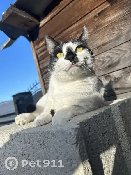 Chat noir et blanc perdu à Jurançon - photo