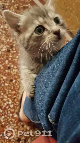 Chaton gris trouvé à Sandillon - photo