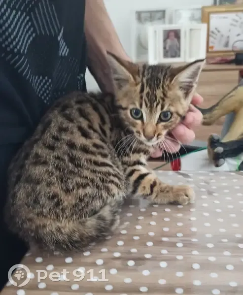 Chaton trouvé à Couhé, 3 mois - photo