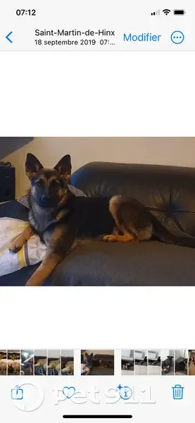 Chien Berger Allemand Perdu - photo