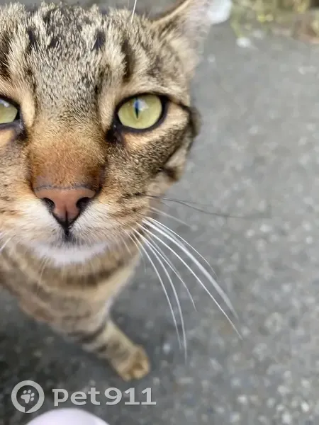 Chat tigré trouvé à Rennes - photo