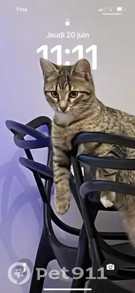 Chat tigré perdu à Caen - photo