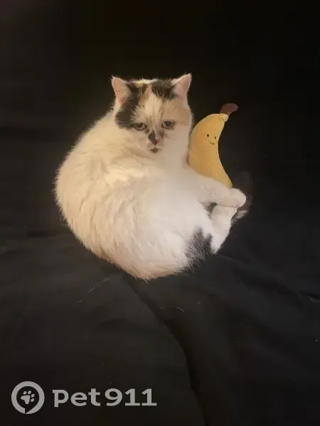 Chatte écaille de tortue perdue - photo