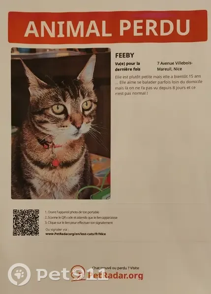 Chatte âgée Feeby perdue à Nice - photo