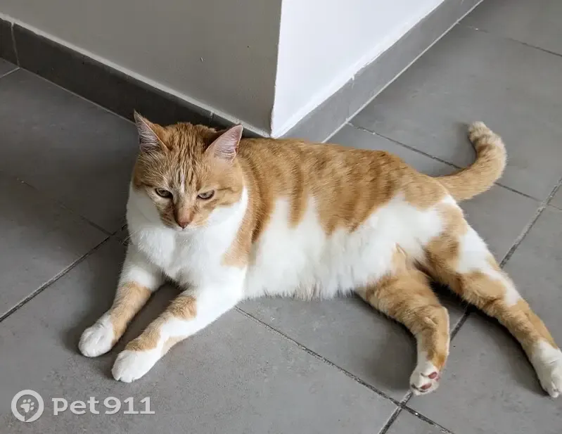 Chat roux et blanc perdu à Francheville - photo