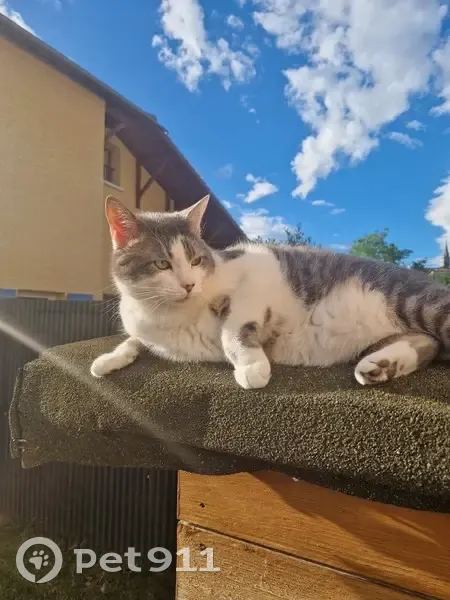 Chat tigré disparu à Charantonnay - photo