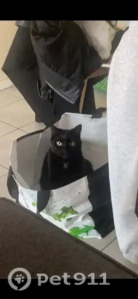 Chat noir perdu à Lempdes - photo