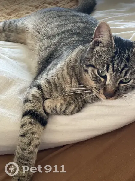 Chat tigré Cookie disparu à Civrieux - photo