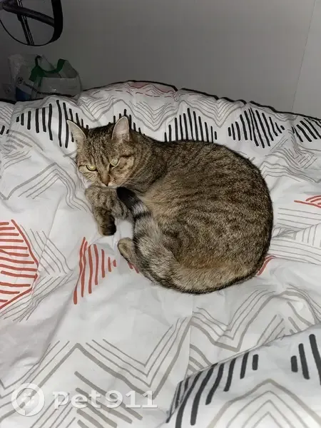 Chat tigré perdu à Longchamp, Nantes - photo