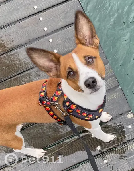 Chien croisé égaré à Chancy - photo