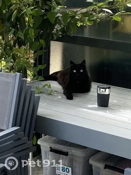 Chatte Nala disparue à Antibes - photo