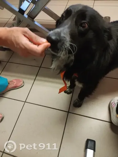 Chien Border Collie trouvé - photo