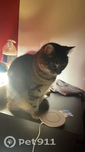 Chatte Mila tigrée disparue - photo