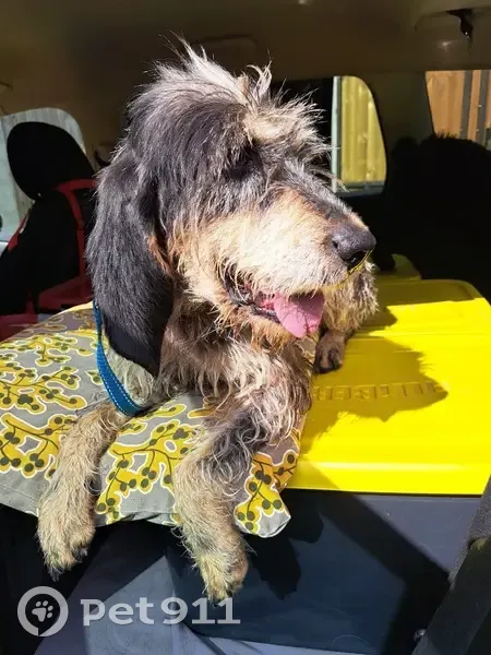 Chien femelle griffon trouvé à Charroux - photo