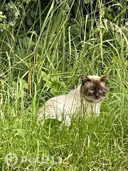 Chat perdu à Gilles - Aidez-le! - photo