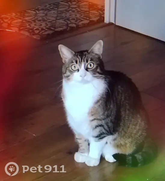 Chat tigré/blanc perdu à Rezé - photo