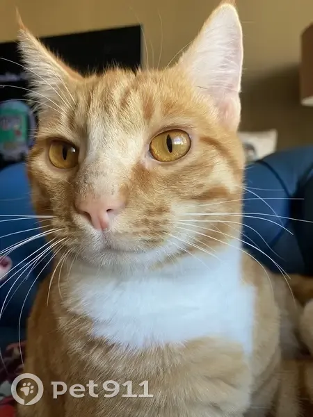 Chat Edgar perdu à Bordeaux - photo