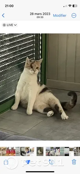 Chatte tricolore Pepette perdue - photo