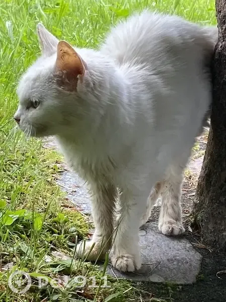 Chatte âgée Neige disparue à La Bresse - photo
