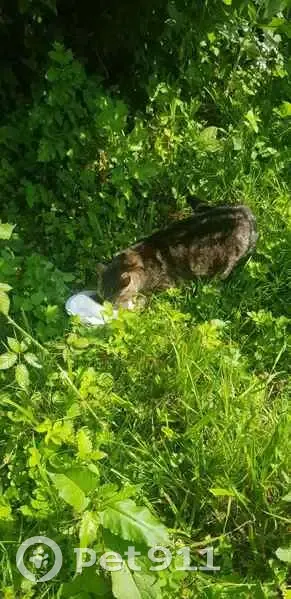 Chat mâle trouvé à Tournières - photo