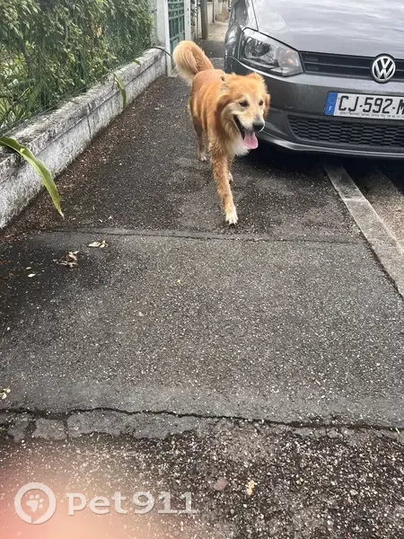 Chien perdu à Bassens retrouvé - photo