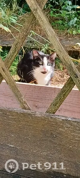 Chat égaré à la Vallée de l'Yonne - photo
