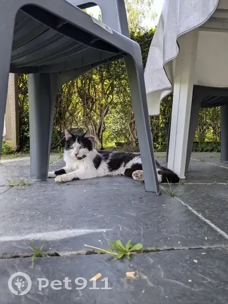 Chat sociable trouvé à Segré - photo