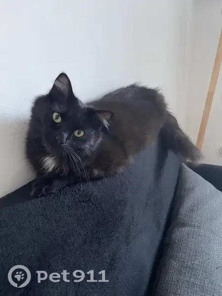 Chatte noire perdue à Aubenas - photo