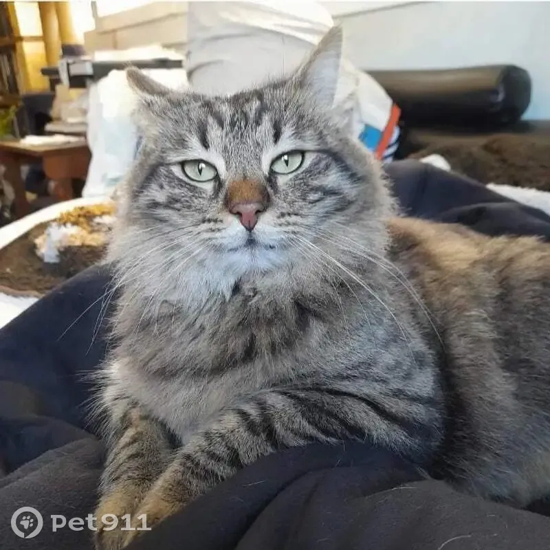 Chat tigré perdu à Châteauneuf - photo