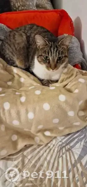 Chatte Louna disparue à Valenton - photo