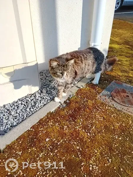 Chat gris maigre trouvé à Surzur - photo
