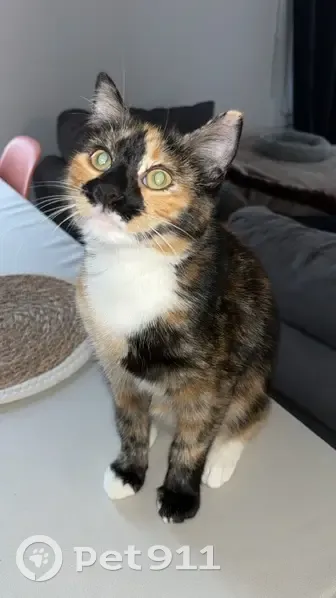 Chat tombé du 4e, Épinal - photo