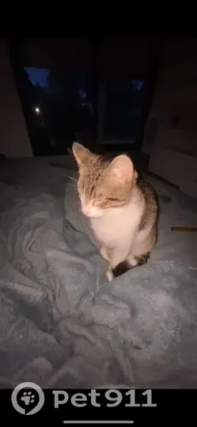 Chat affectueux blanc disparu - photo