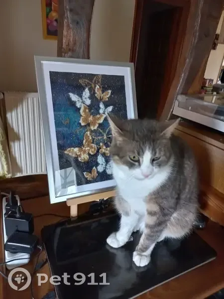 Chat perdu: mâle, 4 ans, pucé - photo